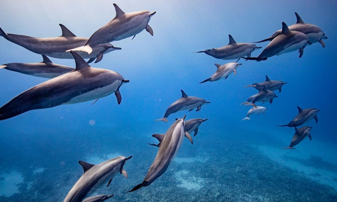 A Snorkeling Adventure to Lanai from Maui