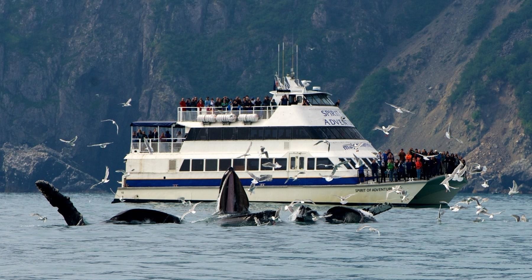 Alaska Water Adventures: Whale Watching, Wildlife Tours & Fishing by Boat and Kayak