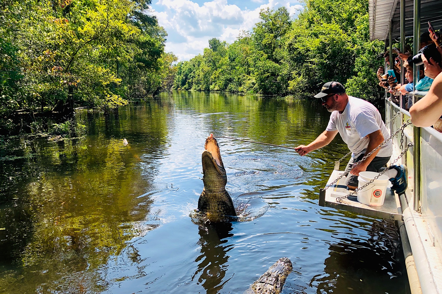 New Orleans Boat Tours: Airboats, Alligators & Jazz Steamboat Cruises