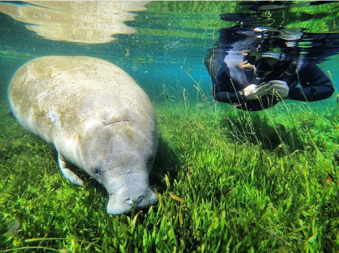 Crystal River Florida: Clear Kayaks, Manatee Tours & Fishing Adventures