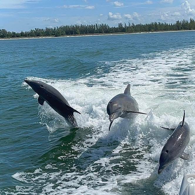 Naples, Florida: Dolphin Boat Tours, Fishing & Clear Kayak Adventures