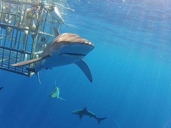 Haleiwa, Hawaii: Shark Cage Diving, Whale Watching, Surfing & SUP Adventures
