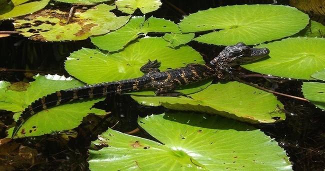 Everglades City, Florida: The Ultimate Kayaking Adventure Through Mangrove Tunnels