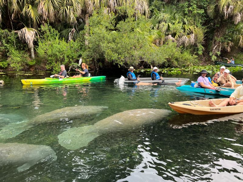 Silver Springs Ocala Florida Crystal Clear Water and Manatees