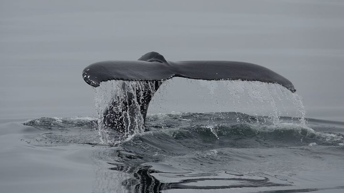 Reykjavík Bay Arctic Rose Whale Watching Excursion