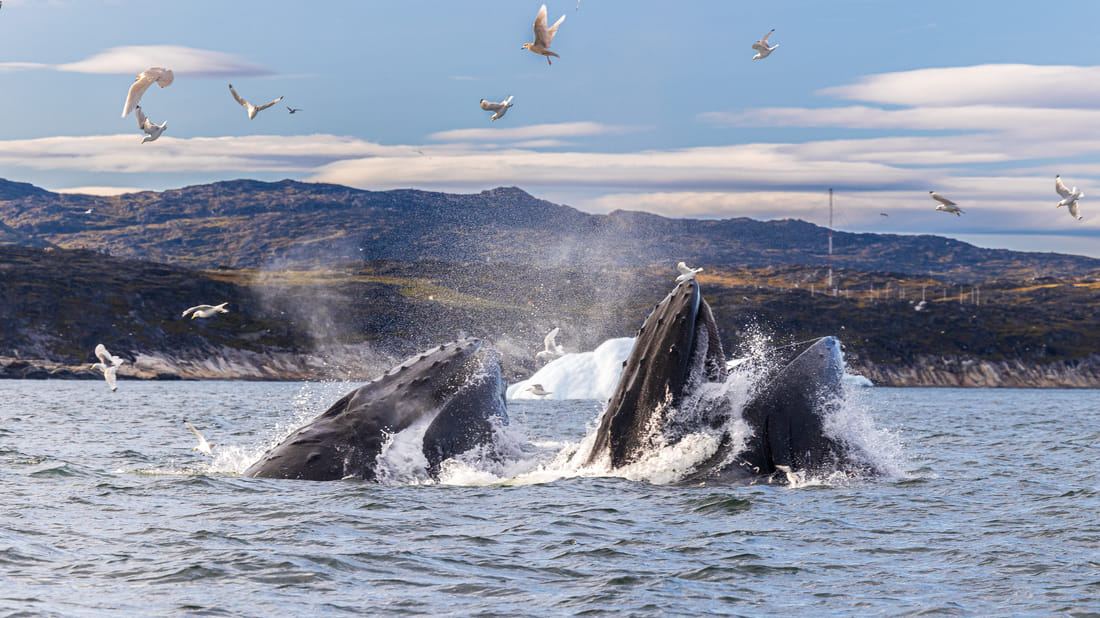 Greenland Whale Watching