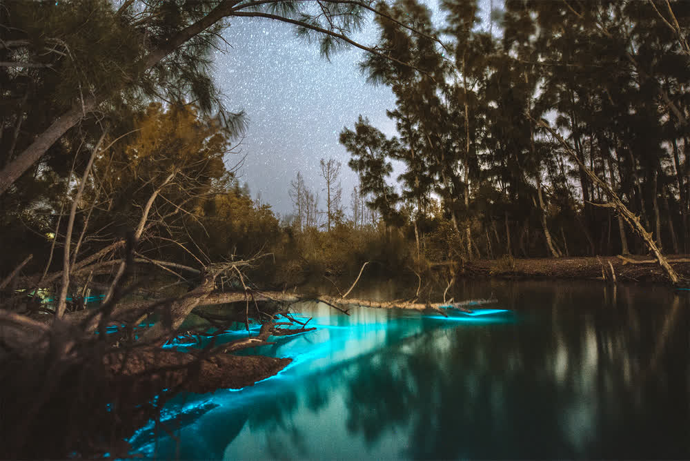 Bioluminescent Clear Kayak Tour