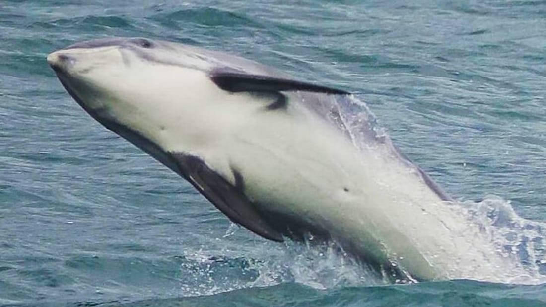 Whale Watching and Marine Life Tour in Faxafloi