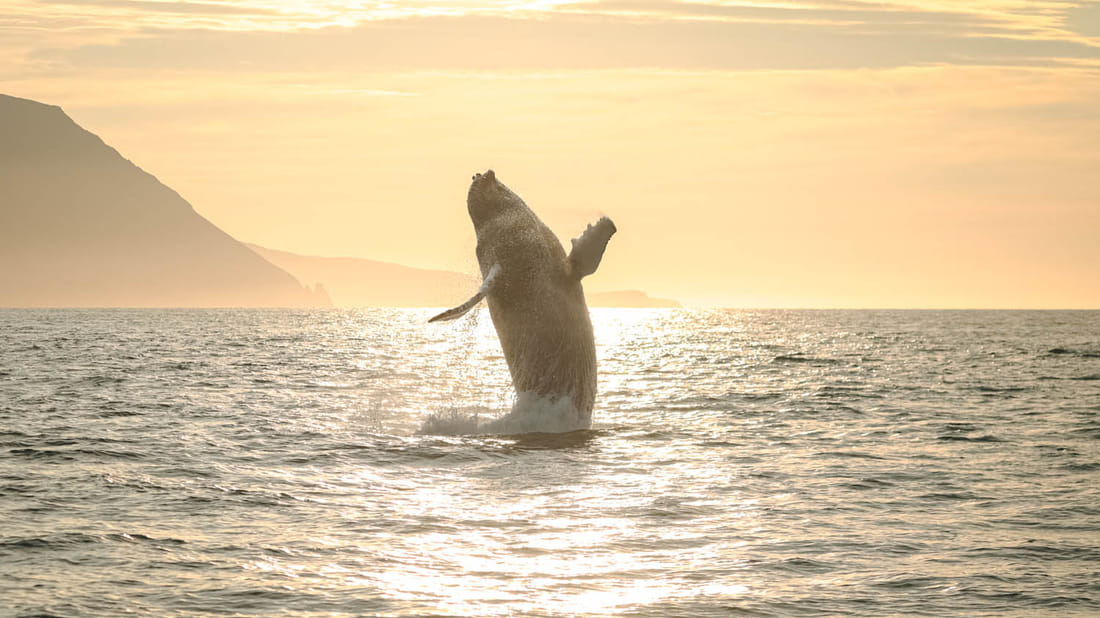 Midnight Sun Whale Watching from Húsavík Iceland