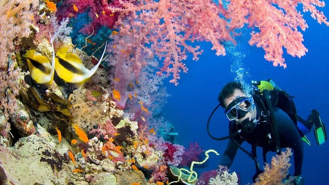 Intro Diving and Snorkeling day Trip Egypt