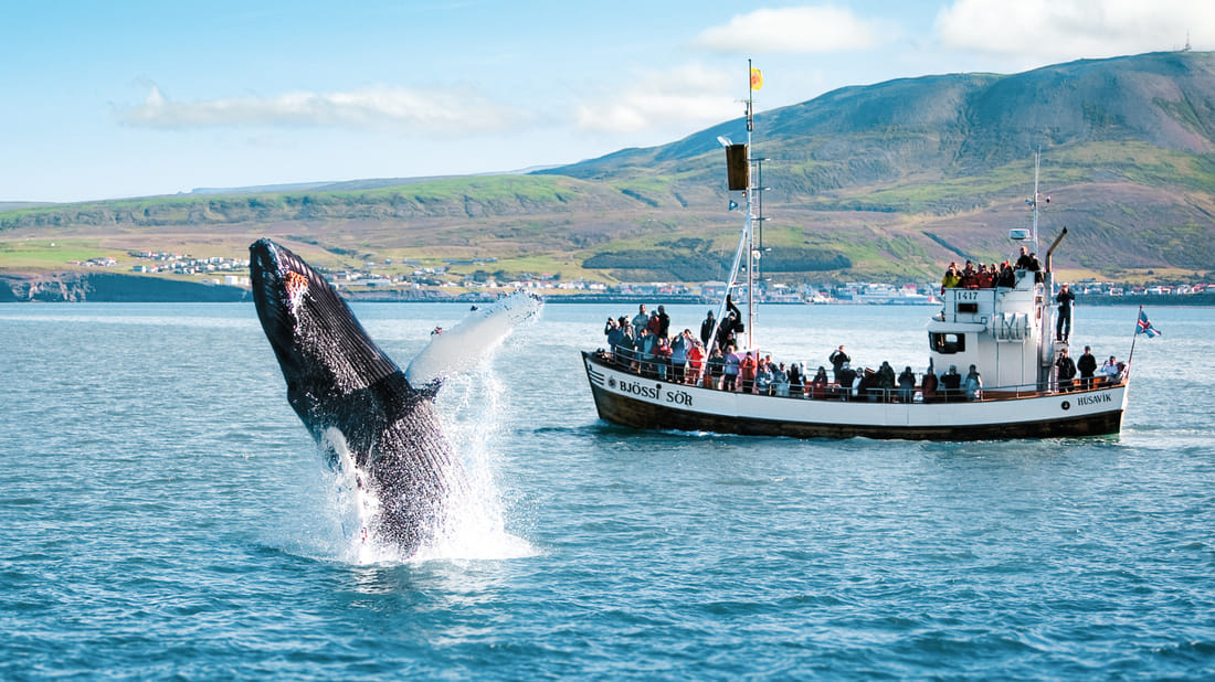 Húsavík Original Whale Watching Iceland