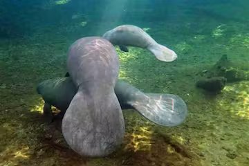 ORLANDO MANATEE AND WILDLIFE TOUR IN FLORIDA