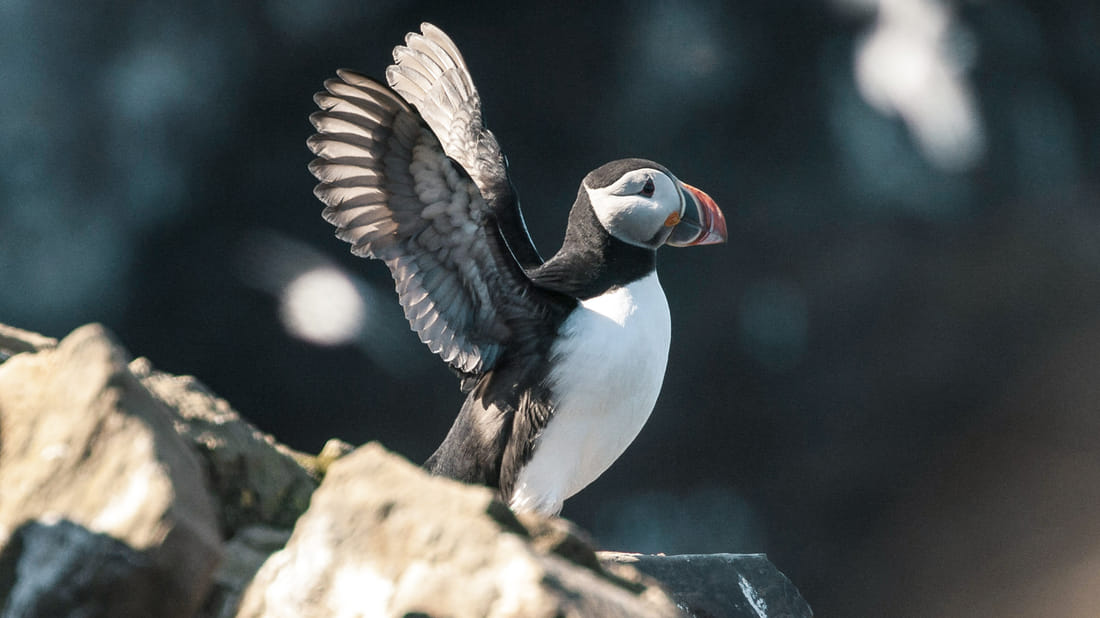 Whales and Puffins Watch on Iceland