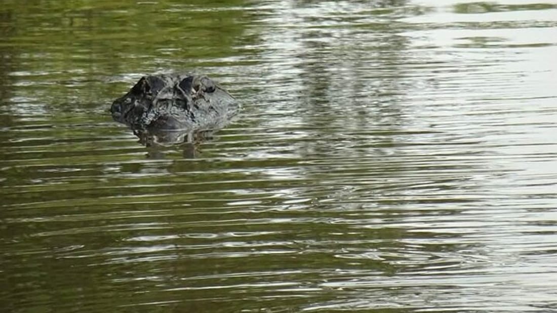 2 Days 1 Night at the Juma Lake Lodge in Brazilian Amazon