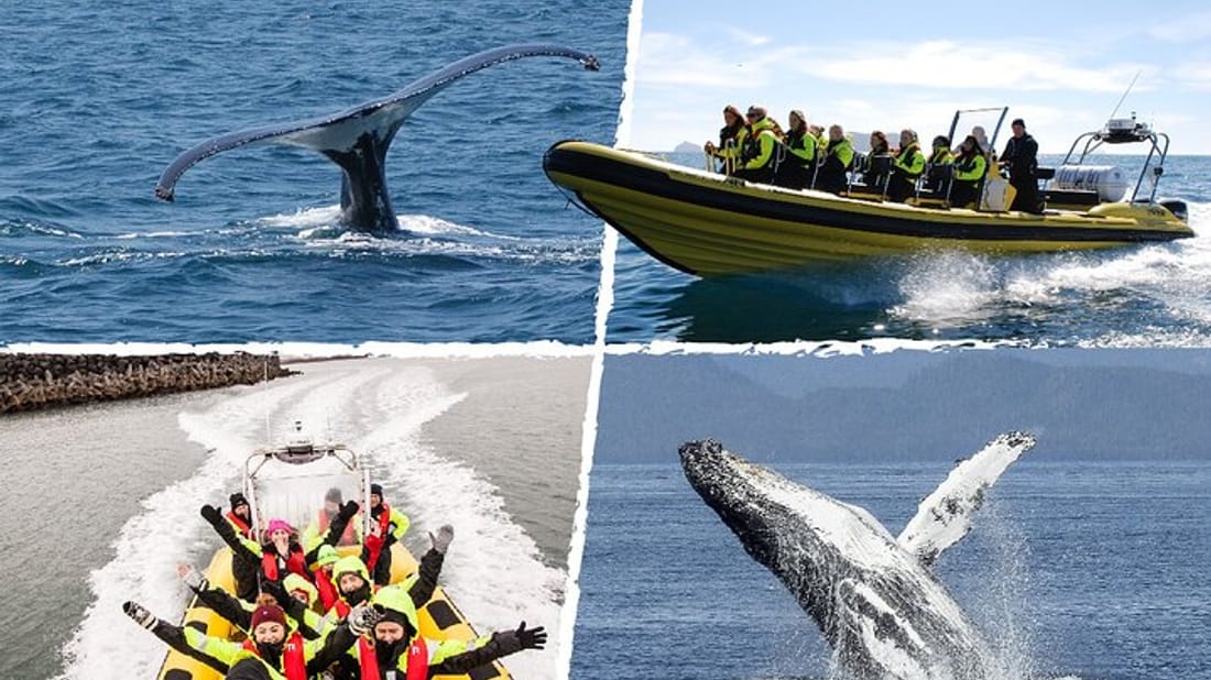 Ultimate Whale Watching Adventure on a RIB Speedboat in Reykjavík Bay, Iceland