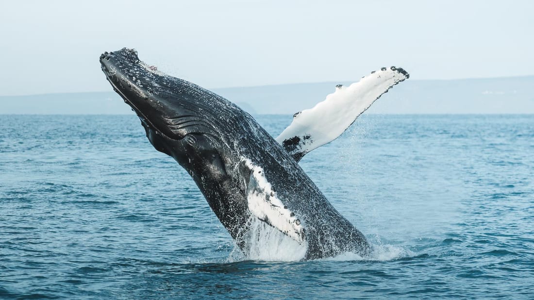 Whales Watching and Horses Riding Iceland 