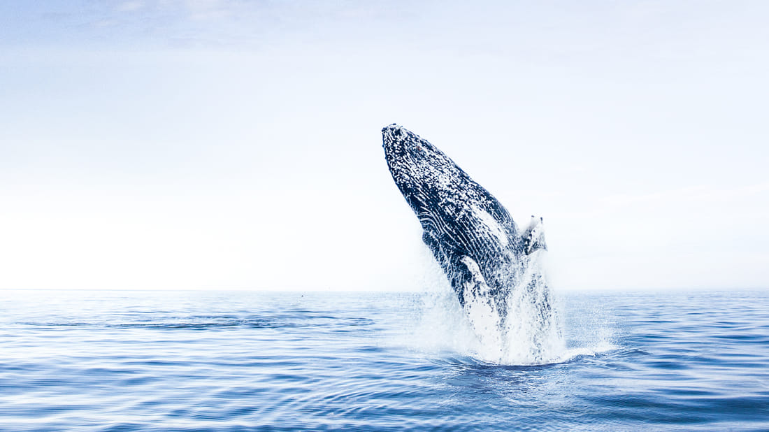 Whale Watching Eyjafjörður: From Árskógssandur Iceland