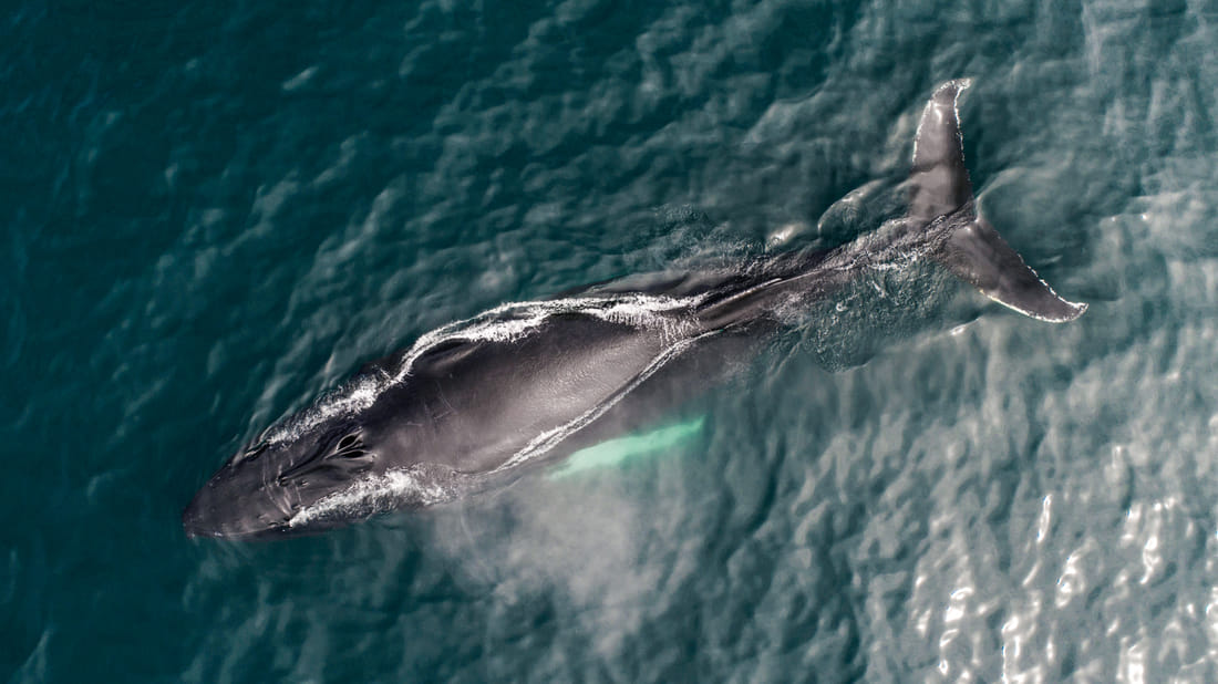Silent Whale Watching (Carbon-Neutral) Iceland