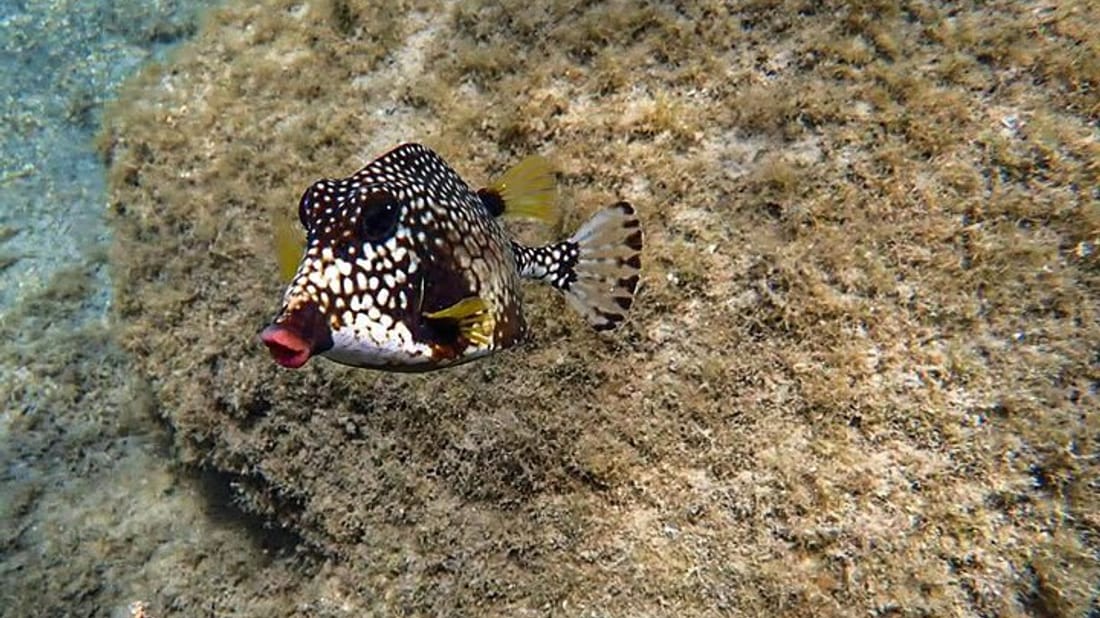 Shore Snorkeling in Puerto Rico